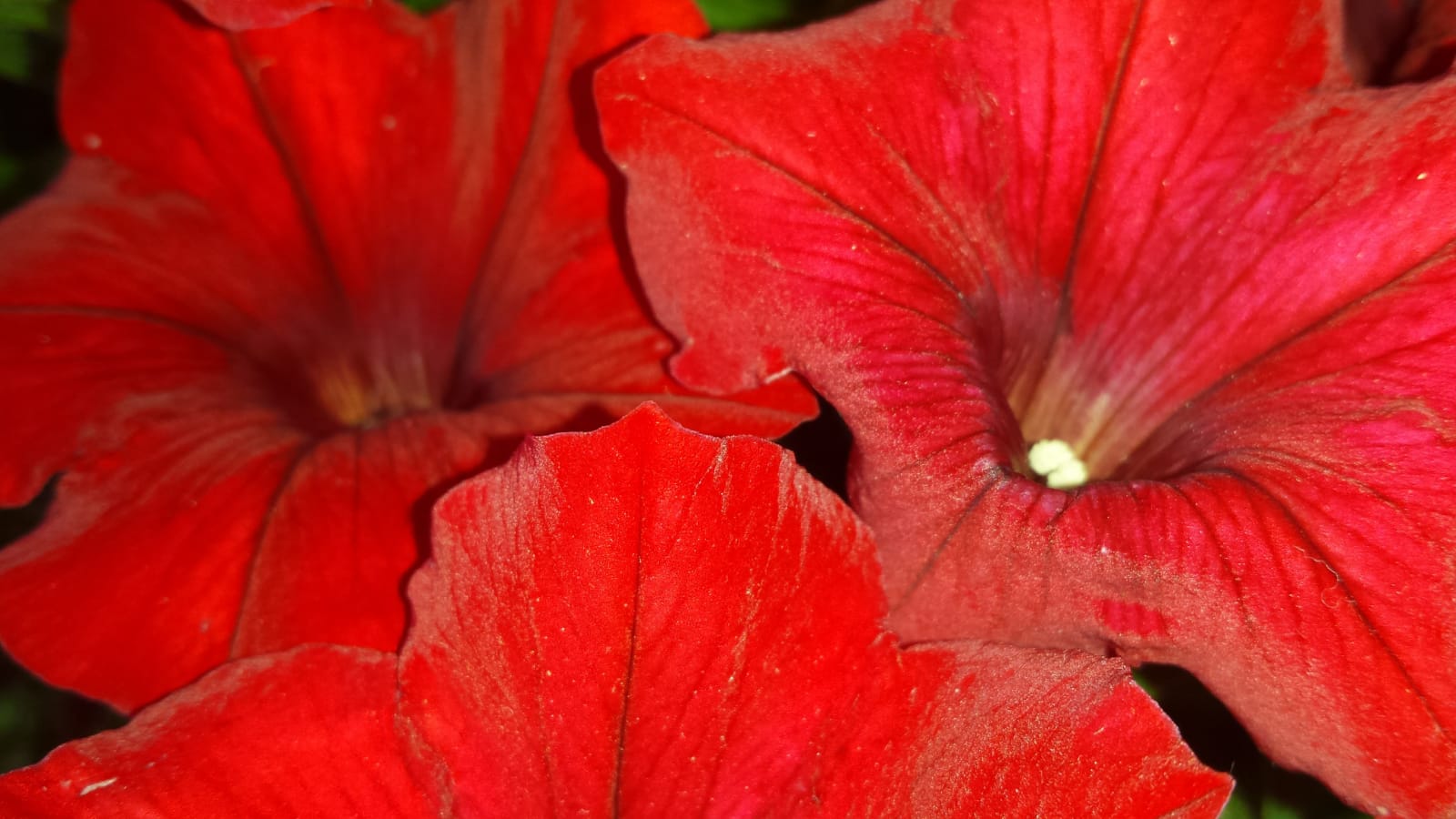 Festa-della-Liberazione-